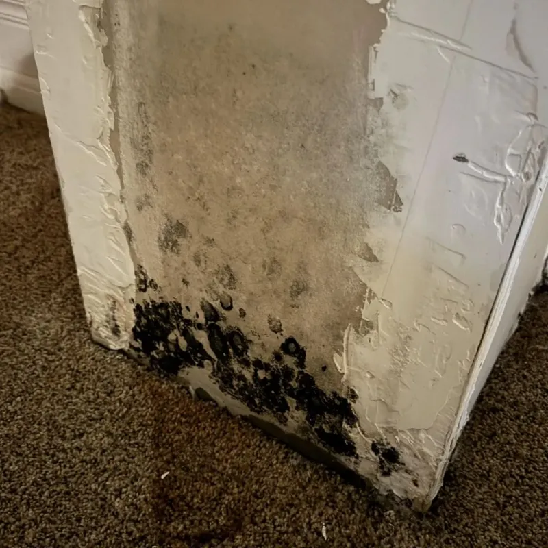 Professional Mold Removal in Prosper, TX